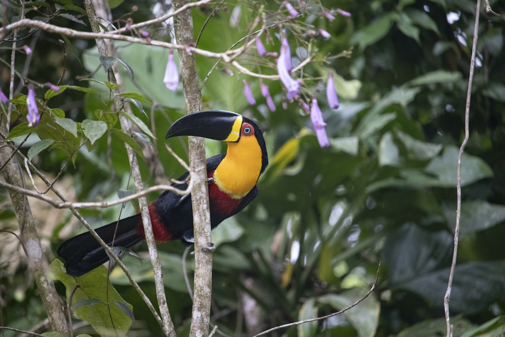 yellow and black toucan on tree branch