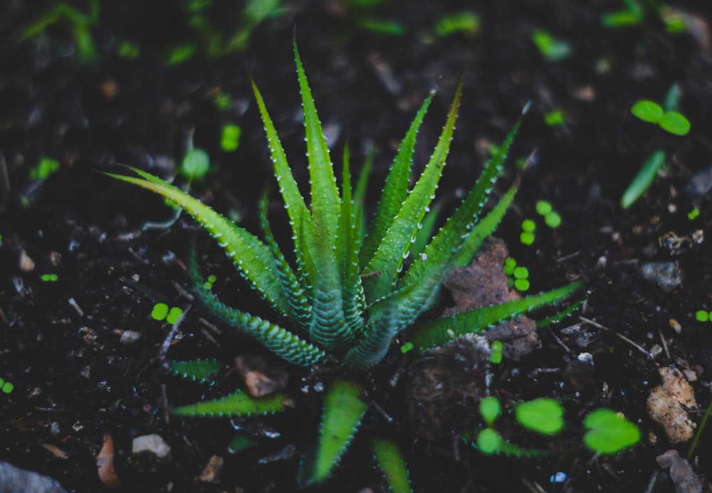 green Aloe Vera plant