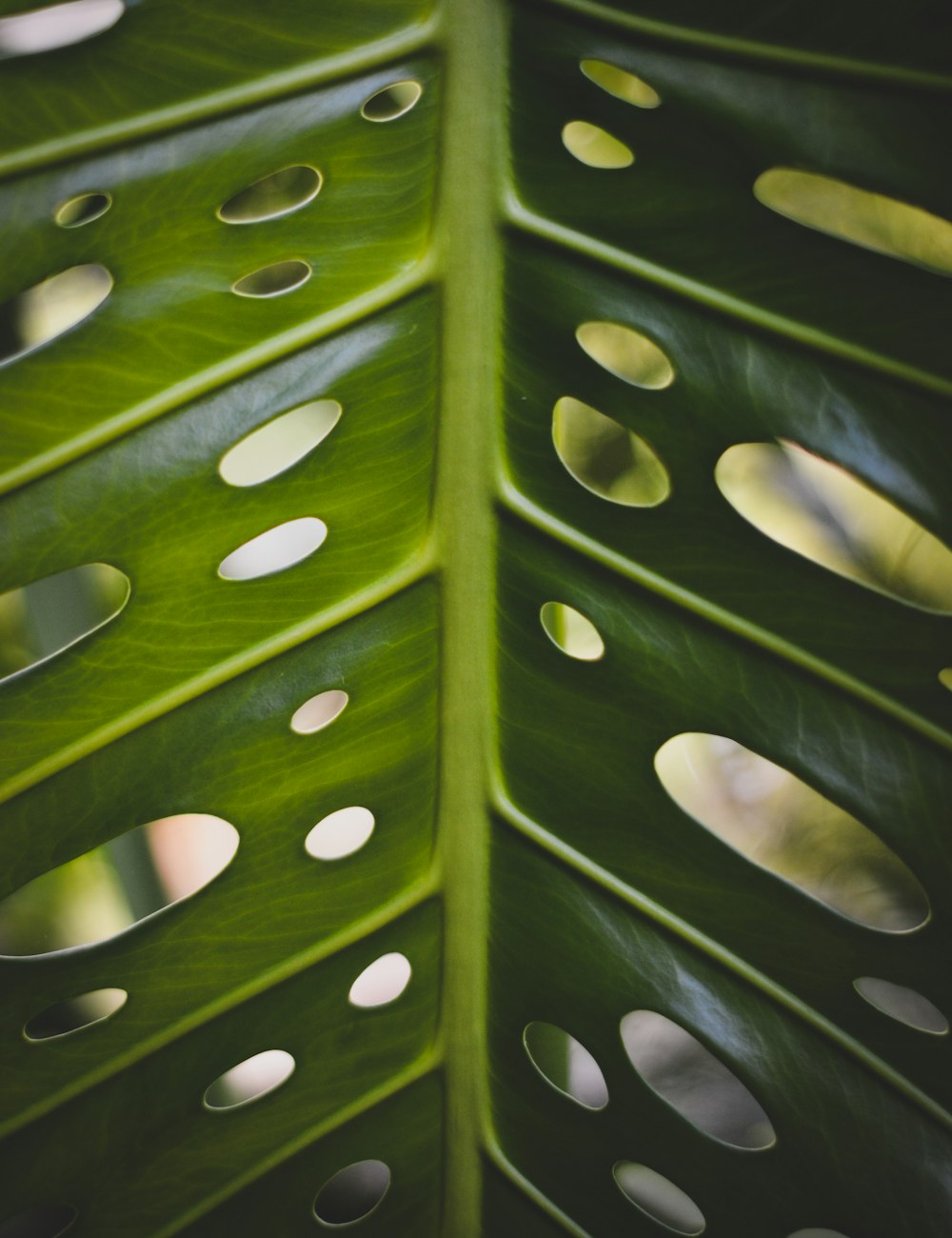 a large green leaf with holes in it