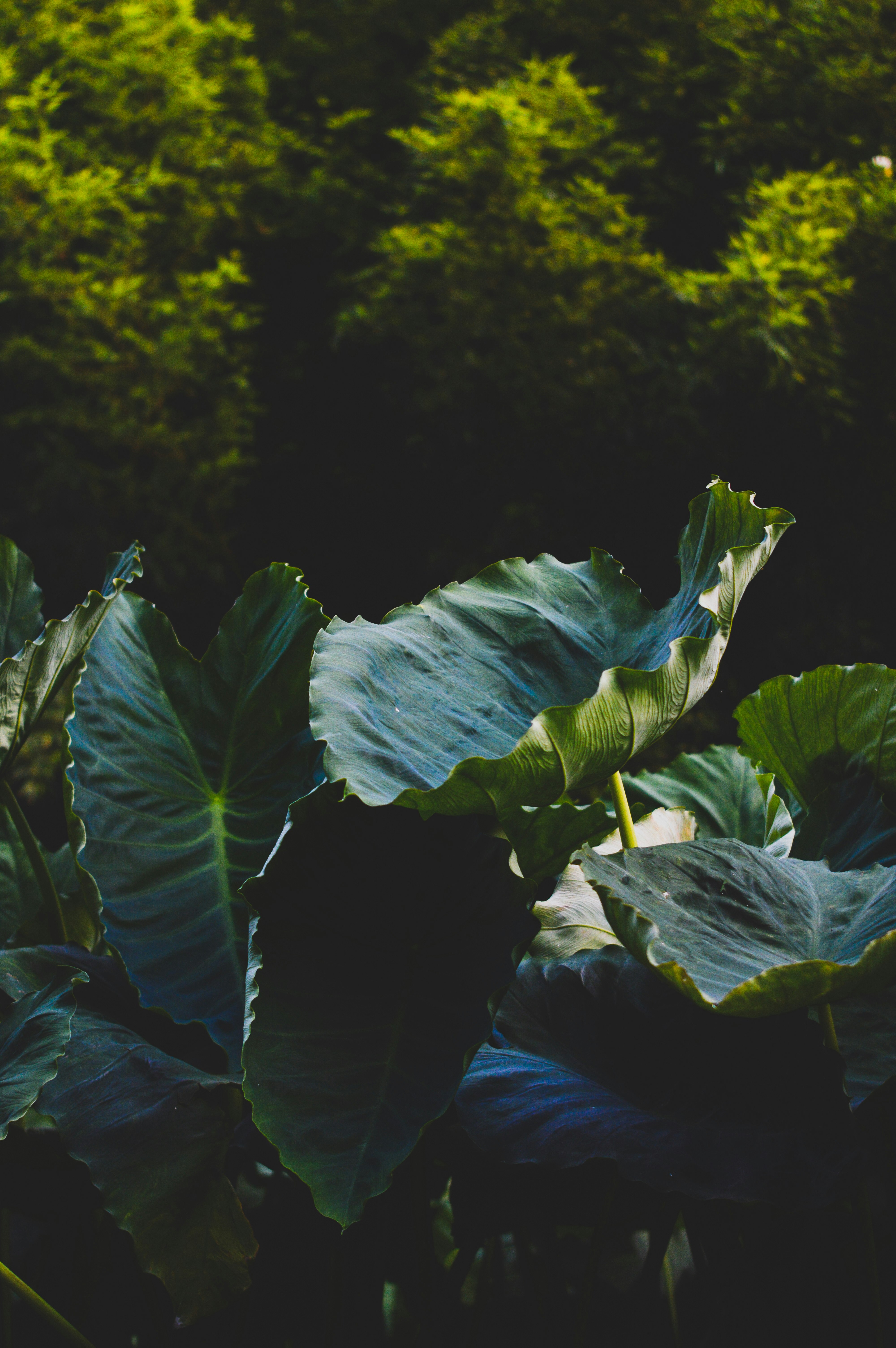 taro plant