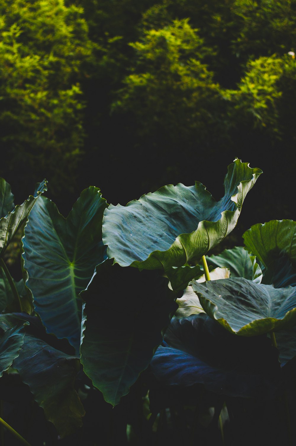 Planta de taro