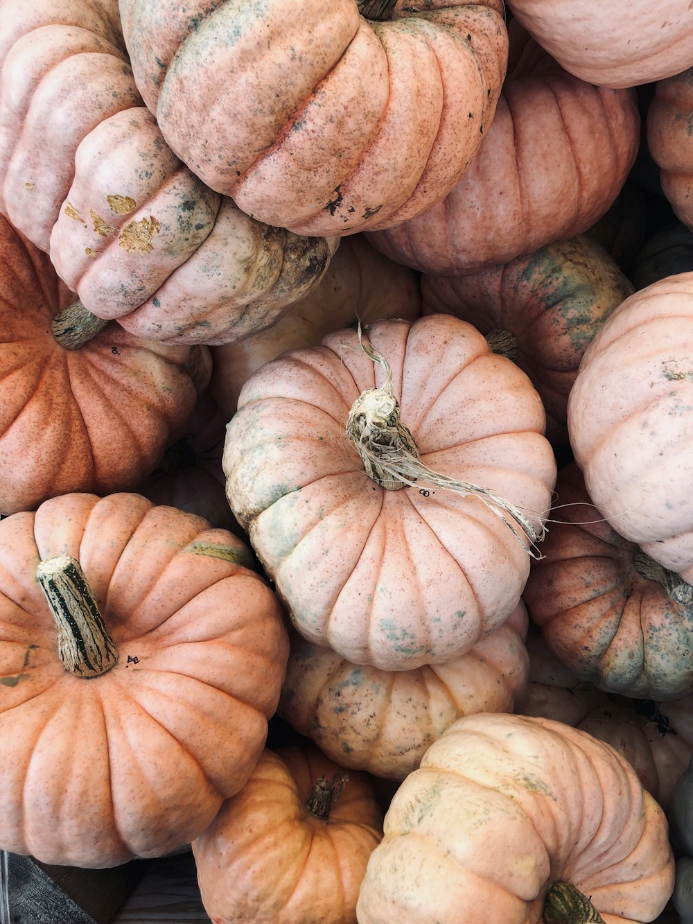 pile of pumpkins