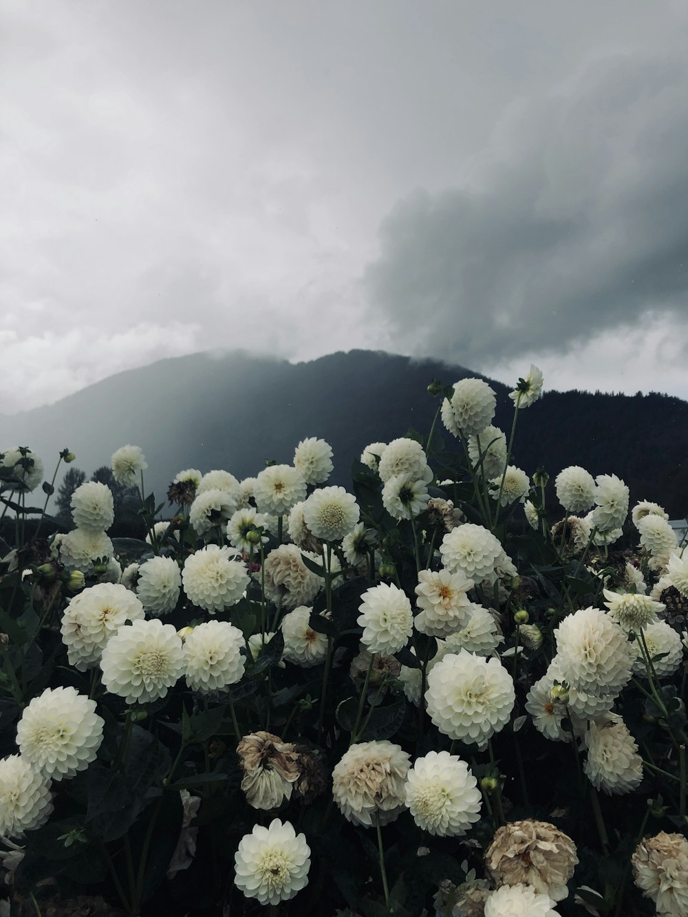 campo di fiori bianchi