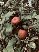 apple tree, Johnny Appleseed Day, March 11