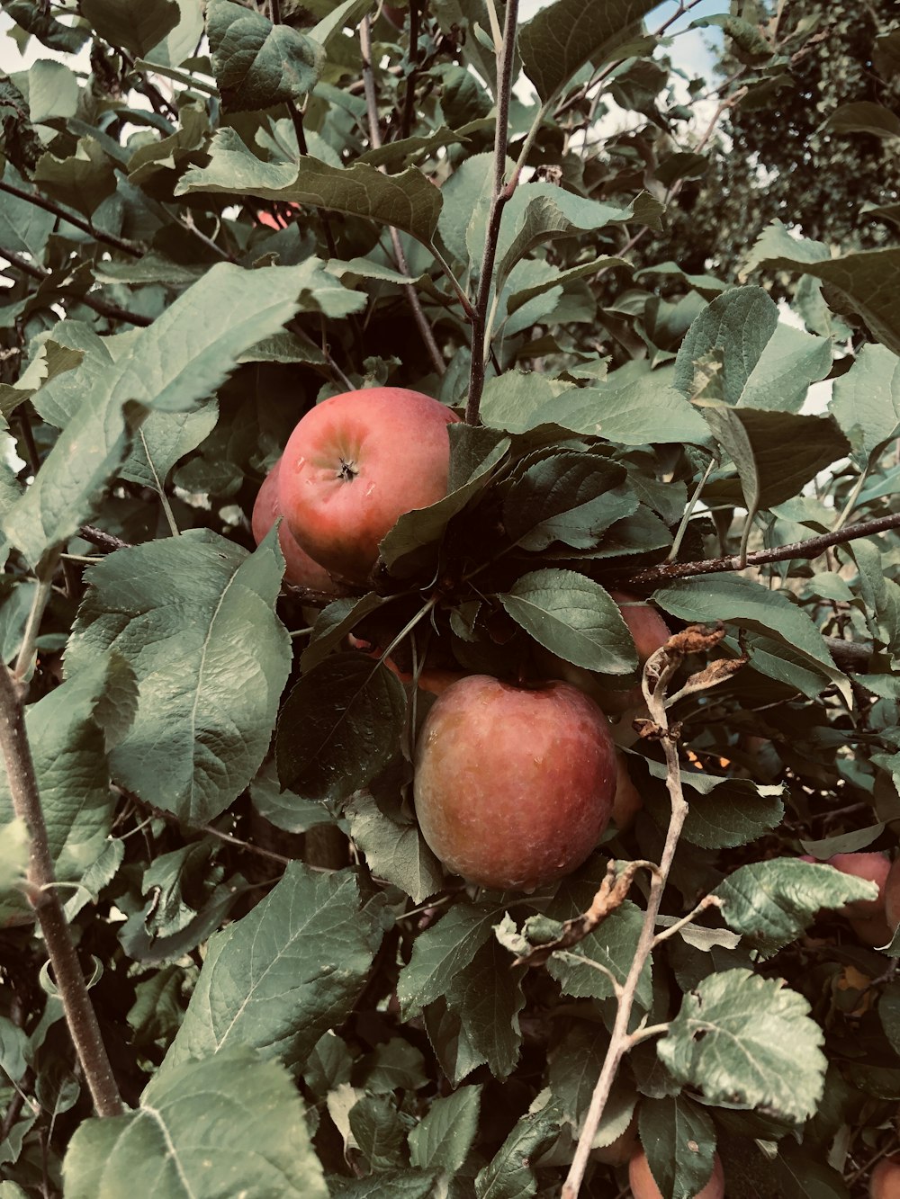 red apple fruit lot