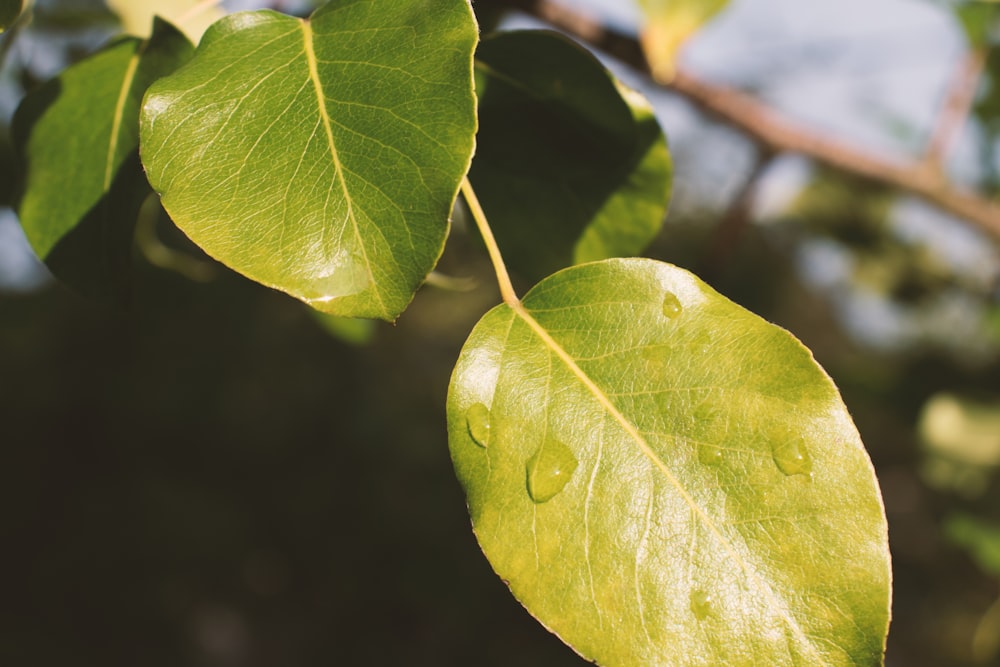 green tree