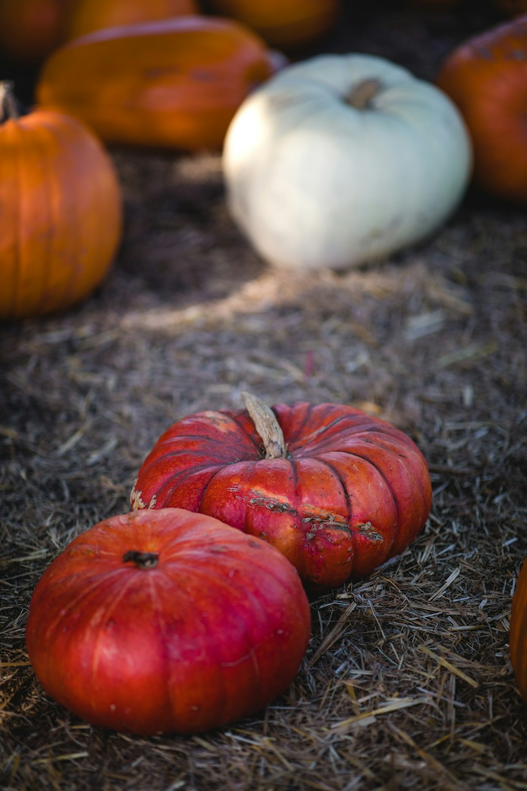 red, white, and orange pumpkins