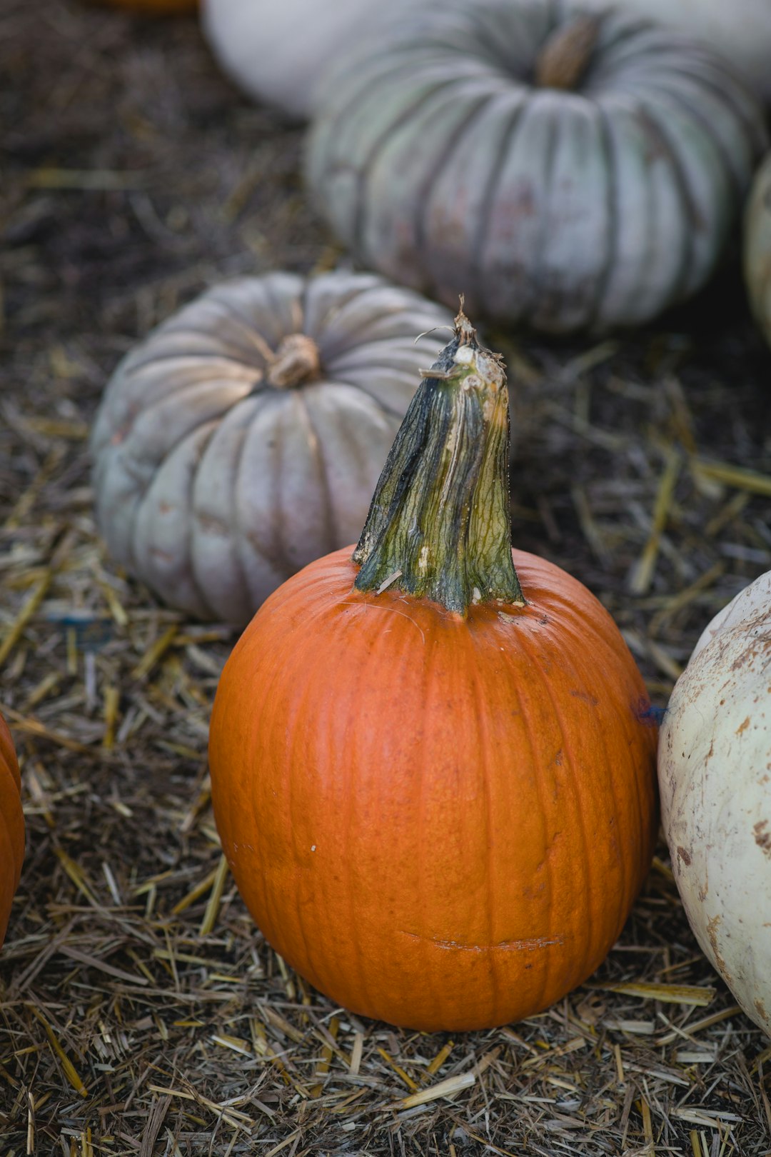 orange pumpkin