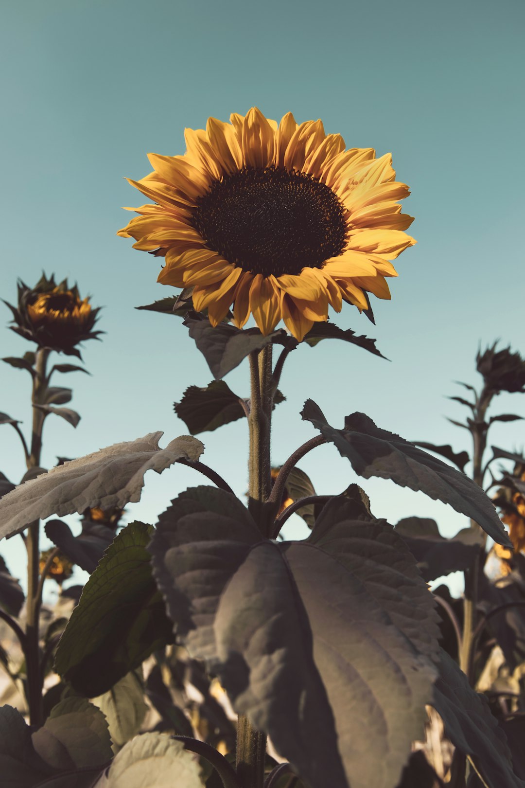 yellow sunflower