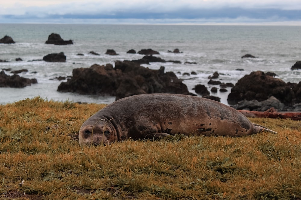 brown sea lion