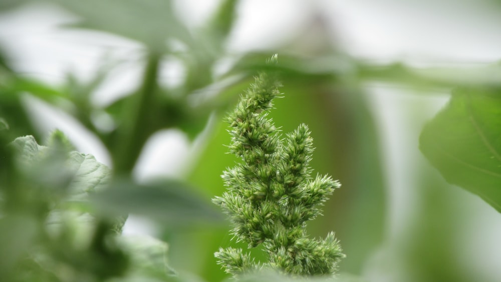 green-leafed plant