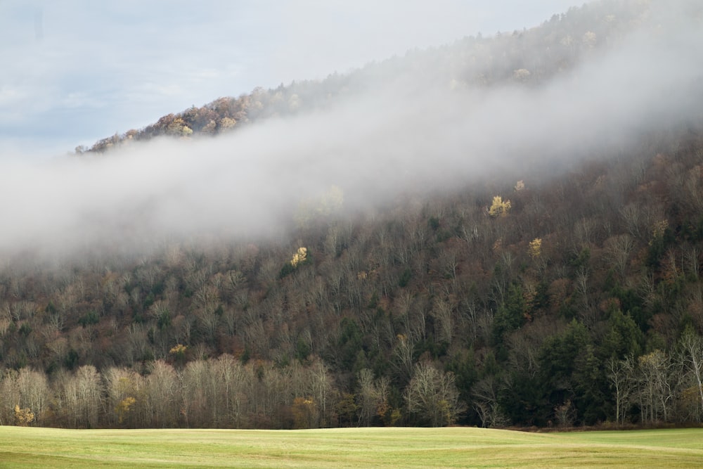 pine trees in forest