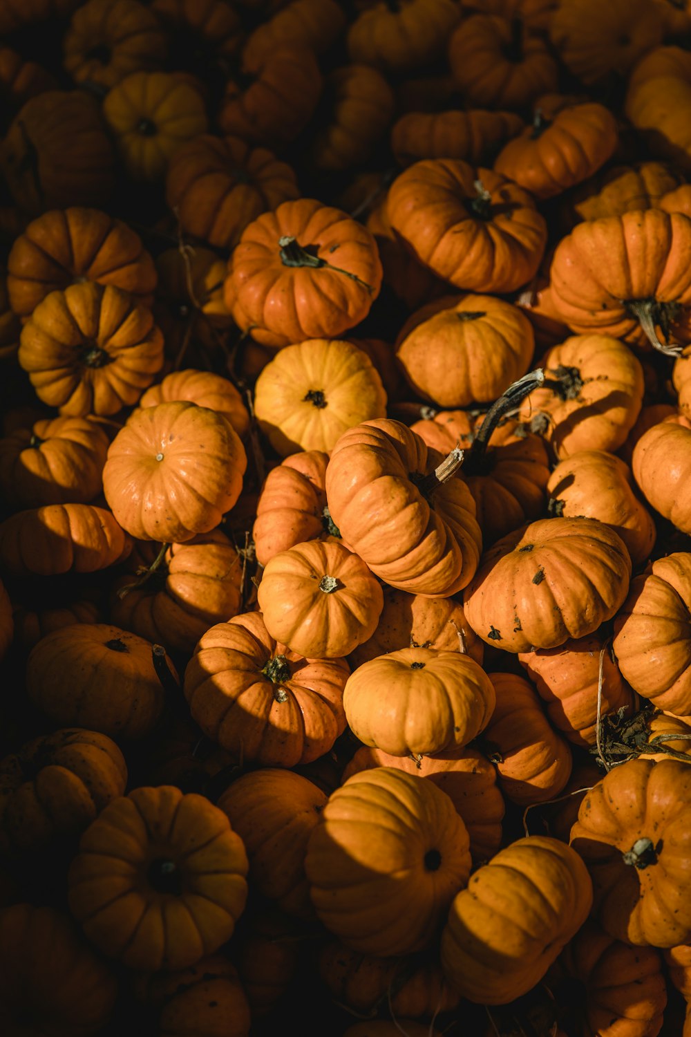 pile of pumpkins