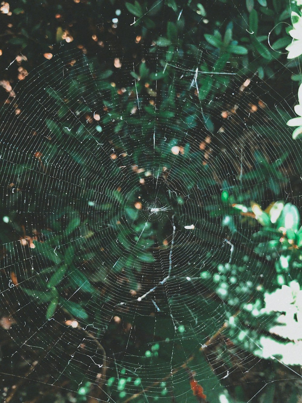 white spider web