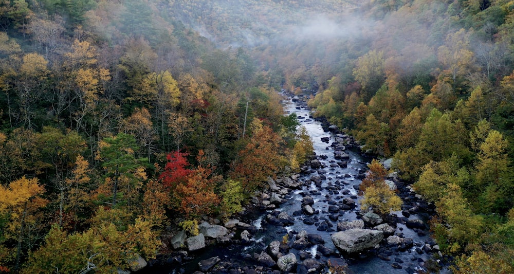 rivière entre les arbres verts