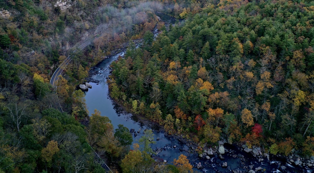 river in forest