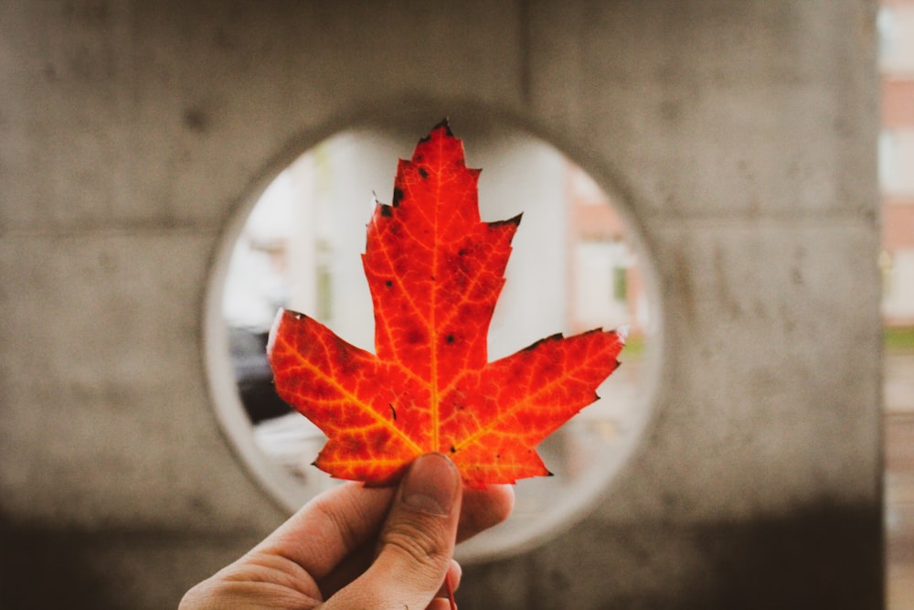 person holding orange and yellow maple leaf