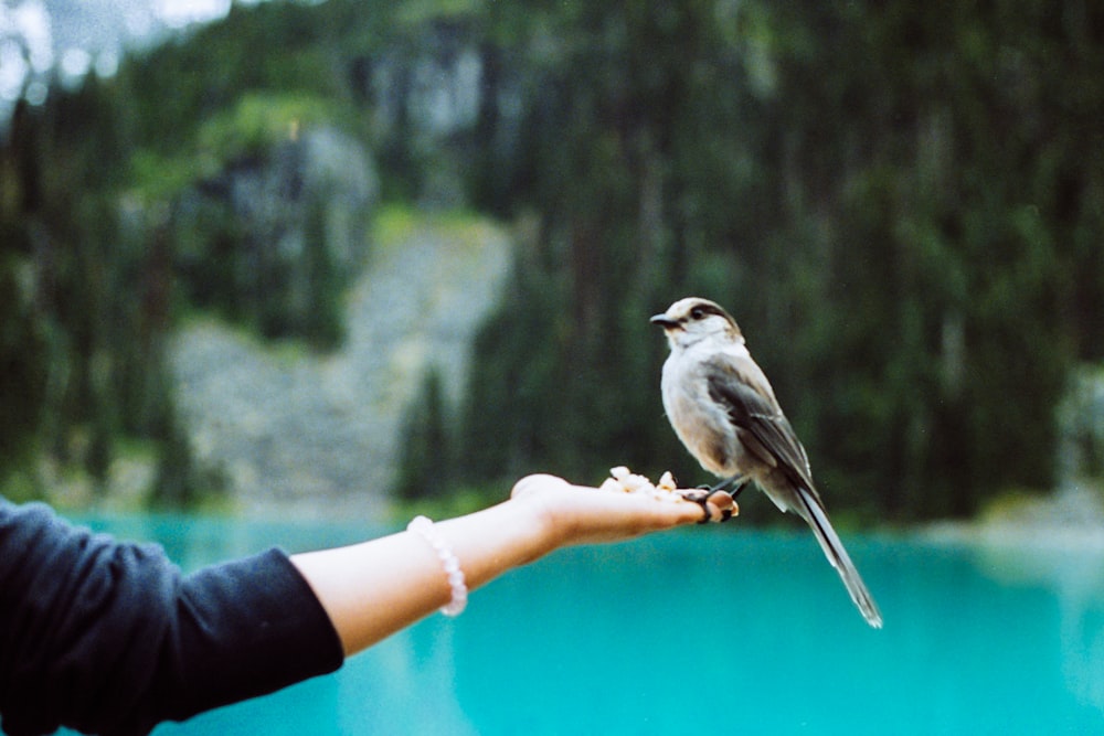 gray and black bird on person hand