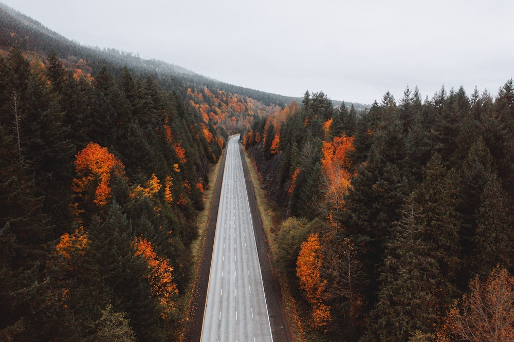 gray paved road between trees