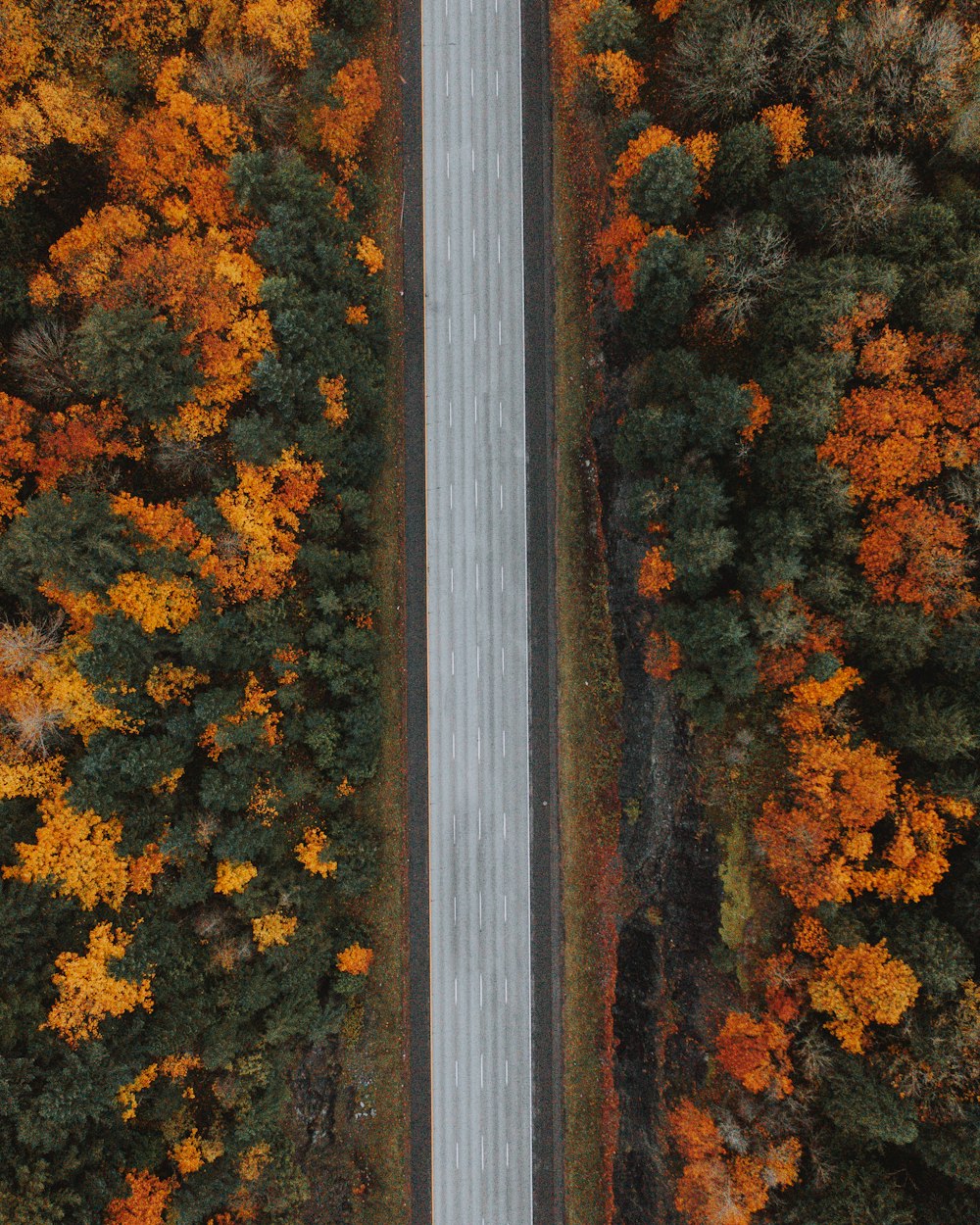 road in forest