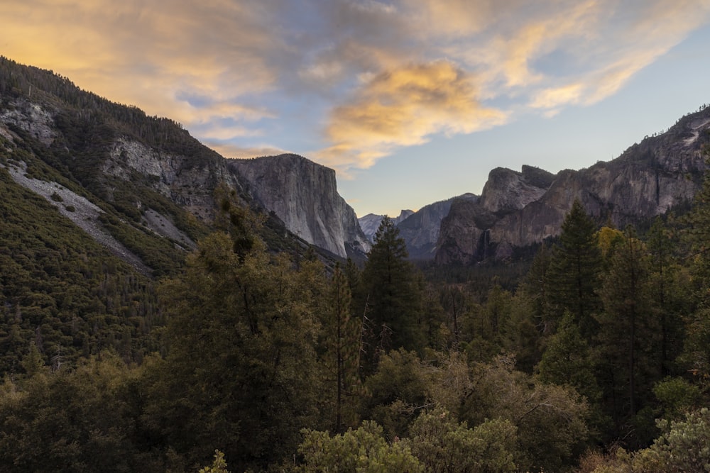 green pine trees and mountain slope