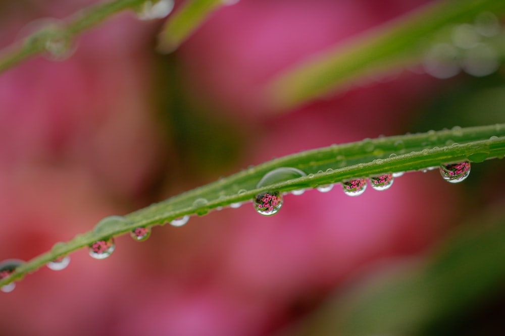 photo of water drop on grass leaf