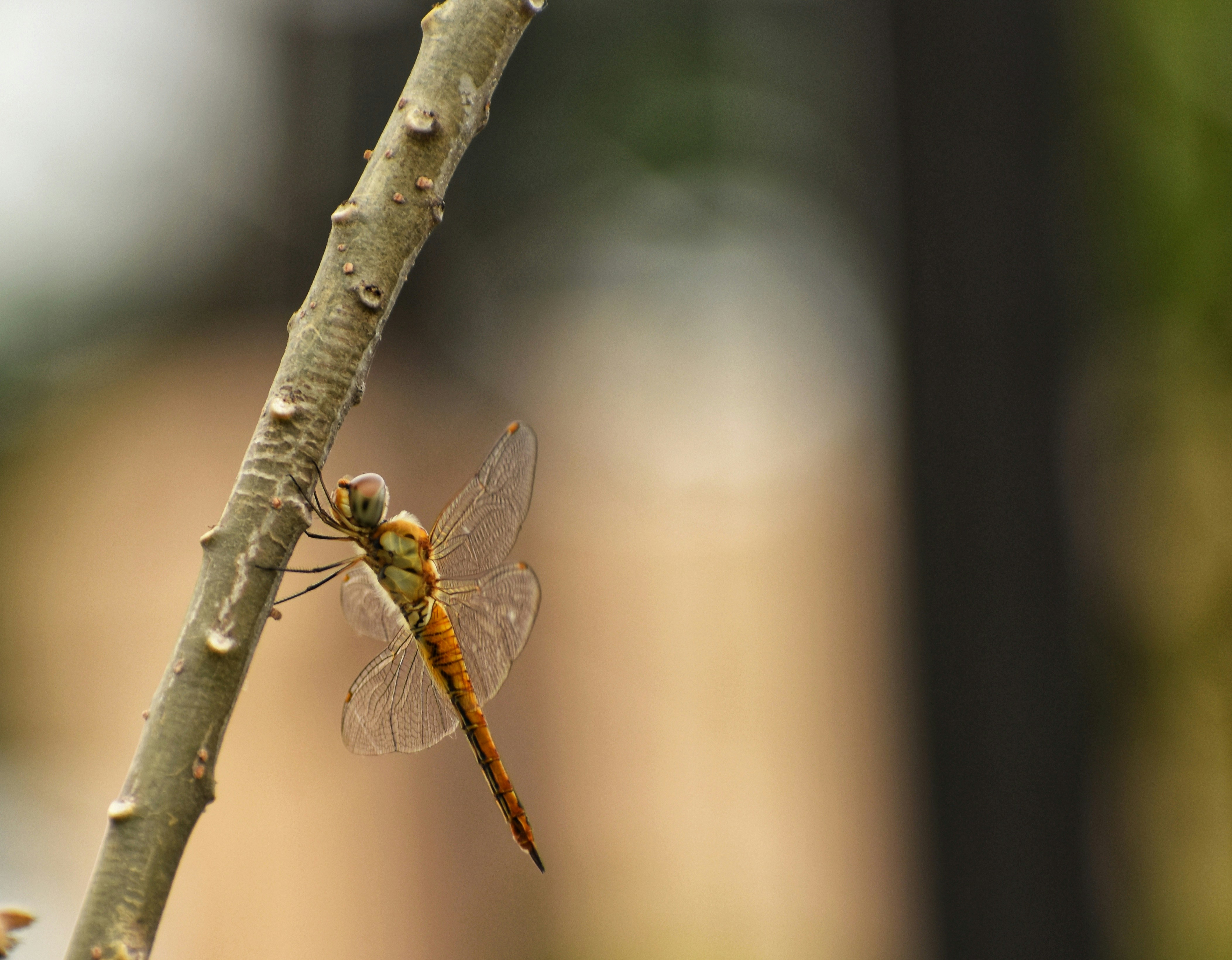 Photo by shreyastiwari