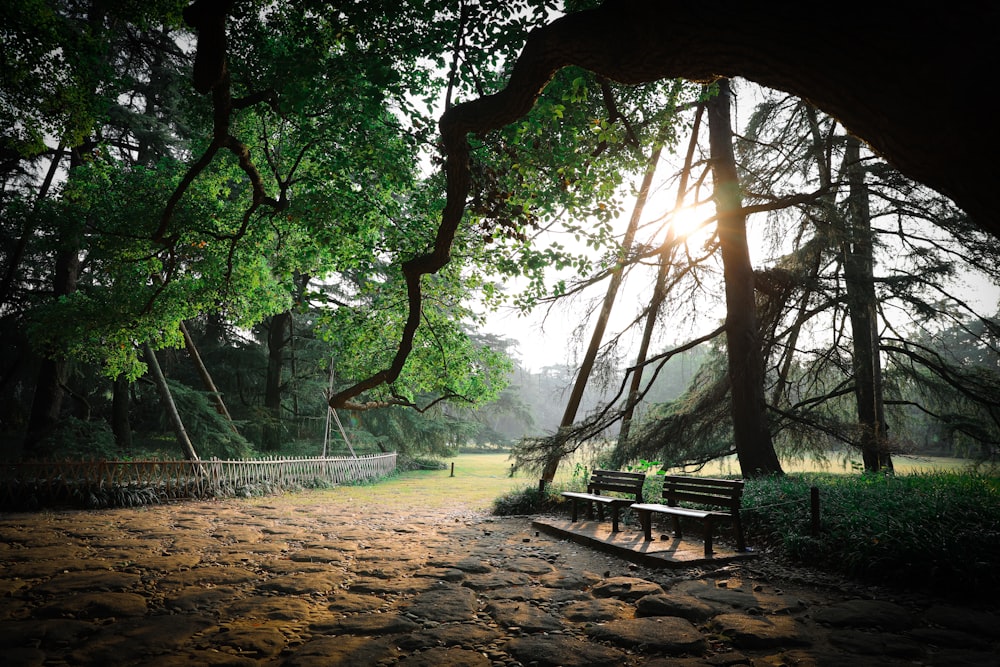 benches under tree