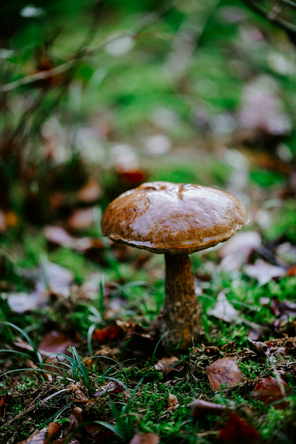 brown mushroom