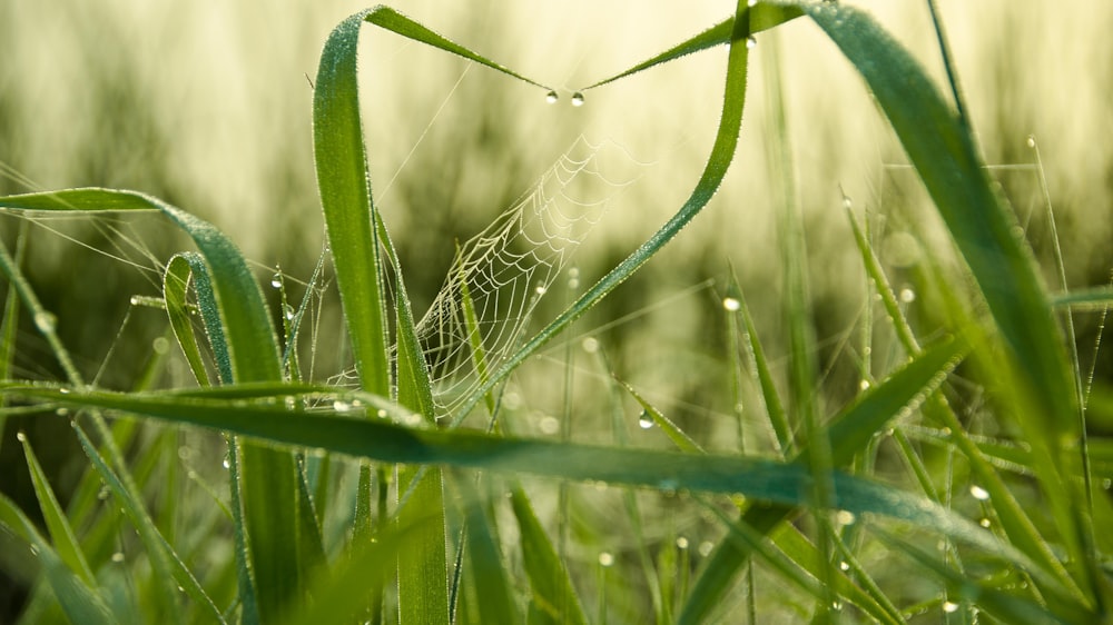 spiderweb on grasses