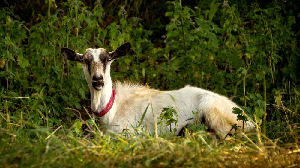 selective focus photography of white and black goat lying on grass during daytime