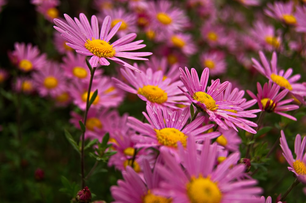 purple-petaled flowers