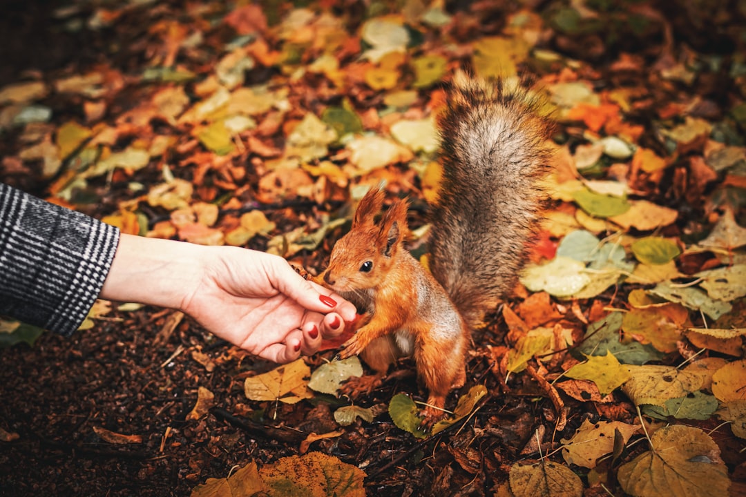 person touching squirrel on leaves