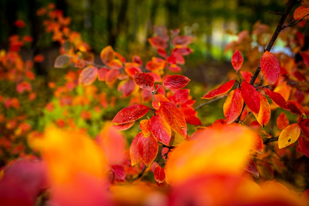 orange-leafed plants during daytime