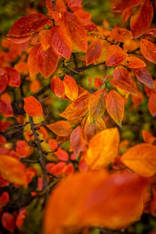 A small square image showing a close-up of vibrant autumn leaves.