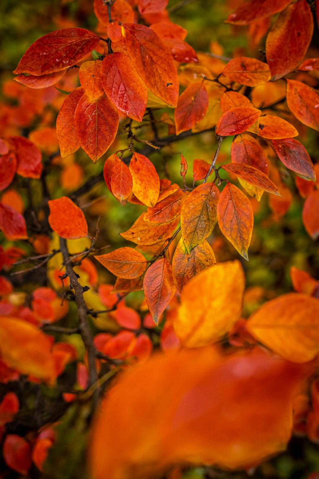 red leaf plants