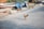 A chicken is walking on a paved road, while several other chickens are gathered near debris and plants on the roadside. In the background, various objects are scattered, including a tarp and vegetation, creating a rustic and urban mix.