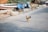 A chicken is walking on a paved road, while several other chickens are gathered near debris and plants on the roadside. In the background, various objects are scattered, including a tarp and vegetation, creating a rustic and urban mix.