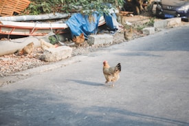 A chicken is walking on a paved road, while several other chickens are gathered near debris and plants on the roadside. In the background, various objects are scattered, including a tarp and vegetation, creating a rustic and urban mix.