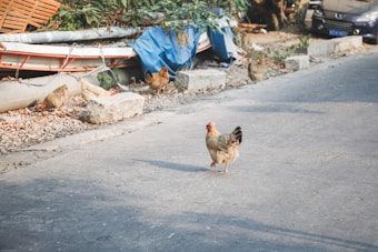 A chicken is walking on a paved road, while several other chickens are gathered near debris and plants on the roadside. In the background, various objects are scattered, including a tarp and vegetation, creating a rustic and urban mix.