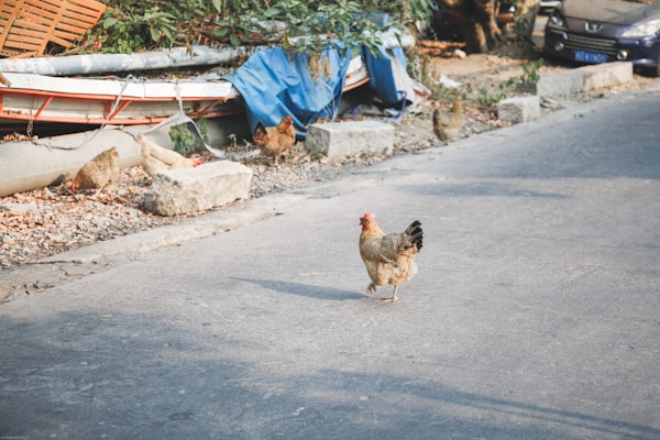 A chicken is walking on a paved road, while several other chickens are gathered near debris and plants on the roadside. In the background, various objects are scattered, including a tarp and vegetation, creating a rustic and urban mix.