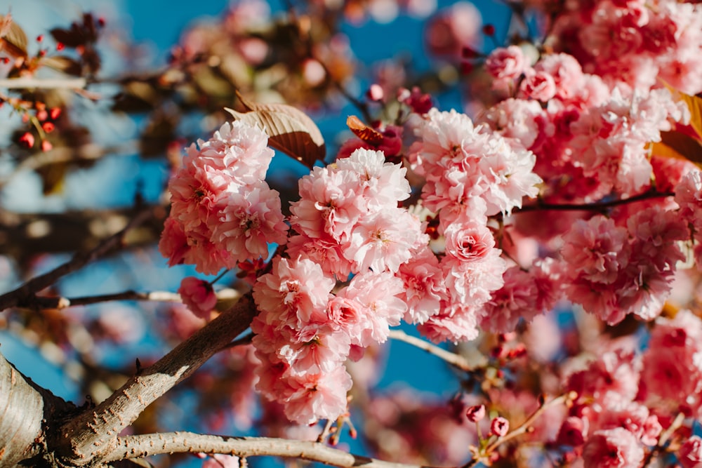 pink flowering tree