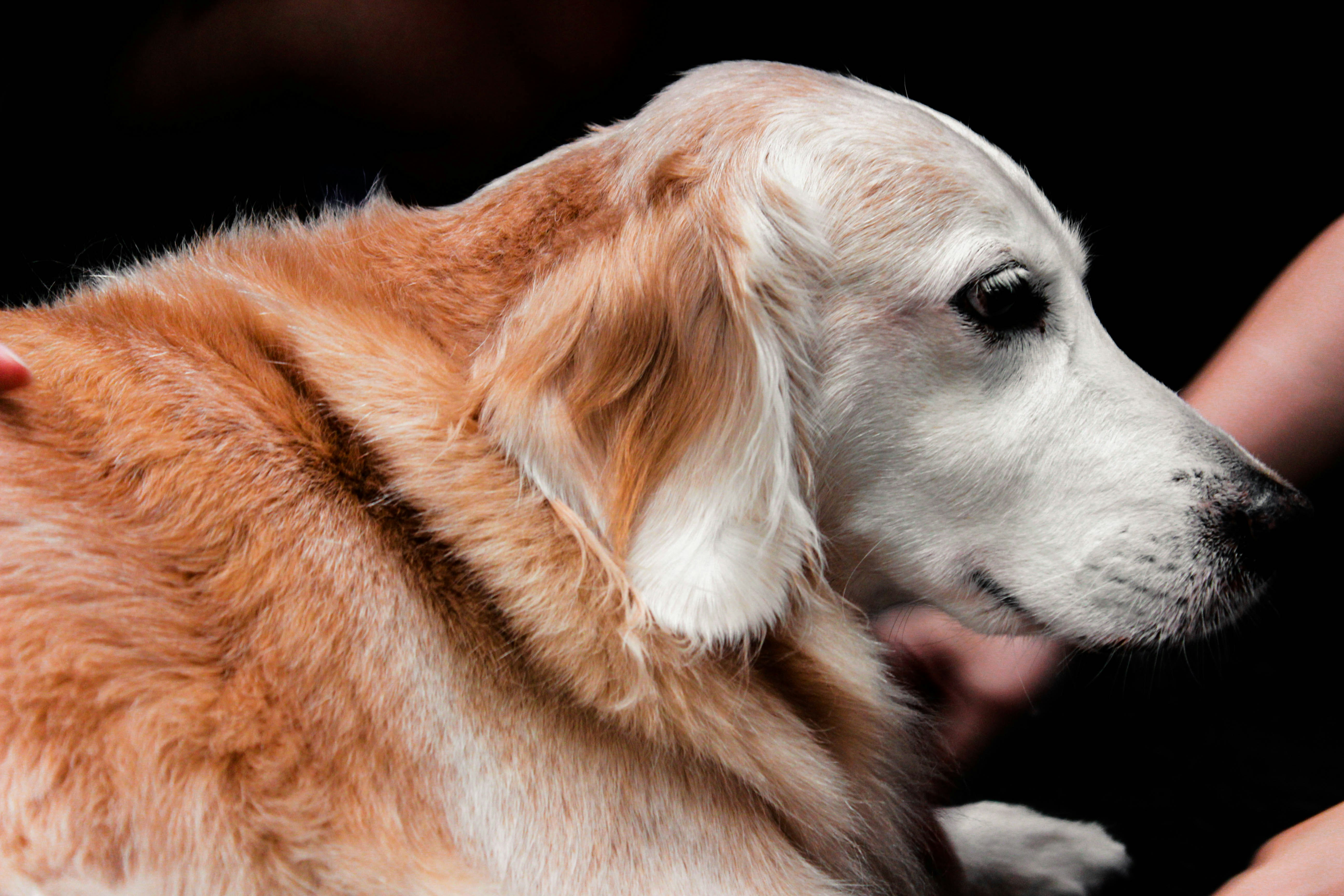 Bitwise Dogecoin ETF Debut Imminent After Quiet Start for Grayscale DOGE Fund