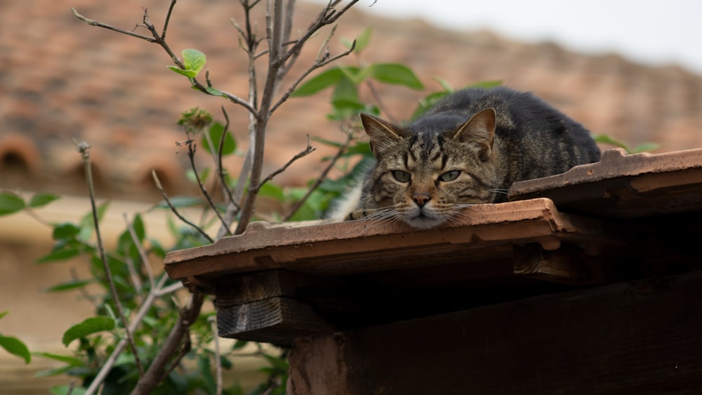 shallow focus photo of brown and black cat