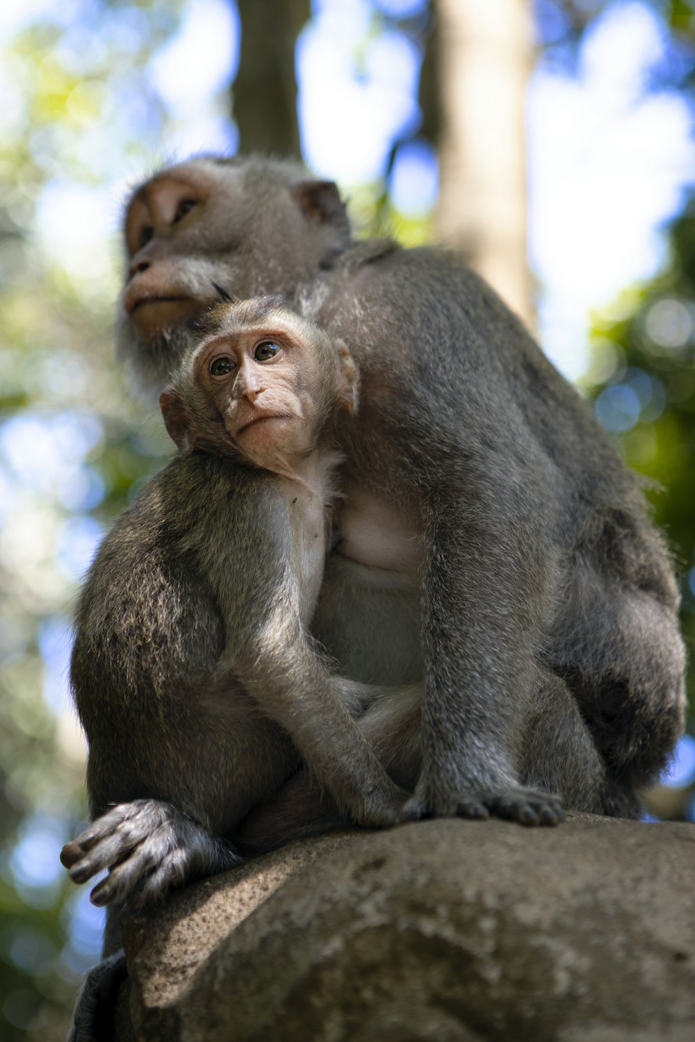 shallow focus photo of gray monkey