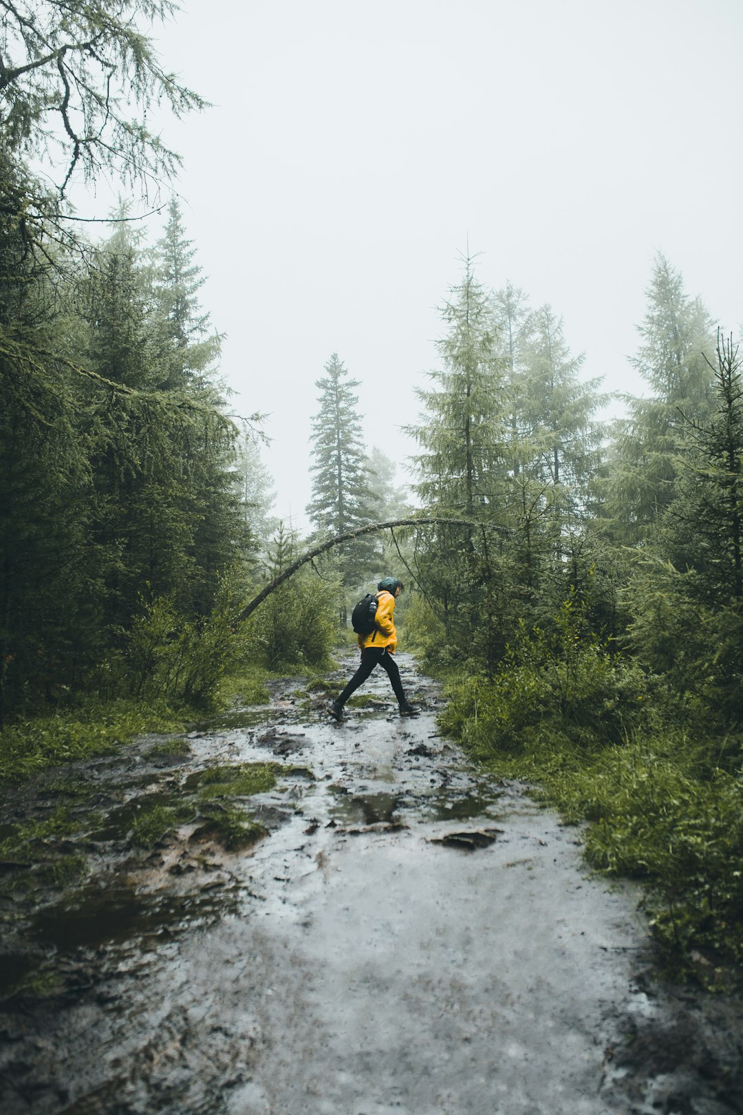 person crossing river near trees during daytime