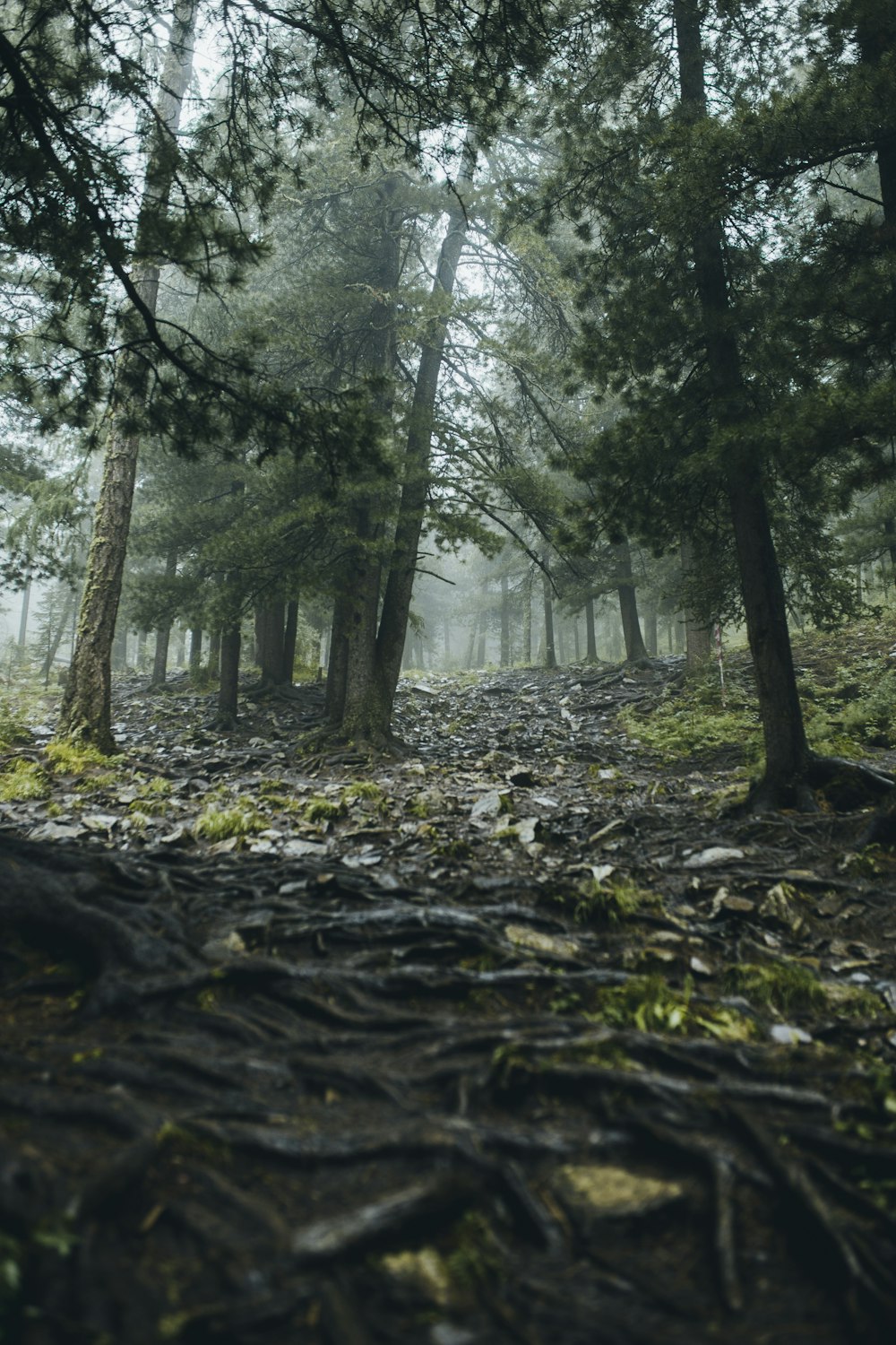 forest during daytime