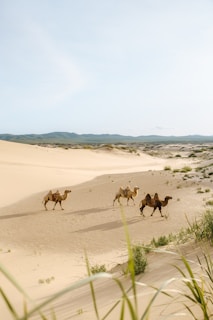 three brown camels during daytime