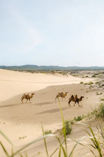 three brown camels during daytime