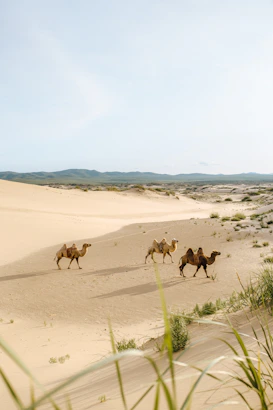three brown camels during daytime